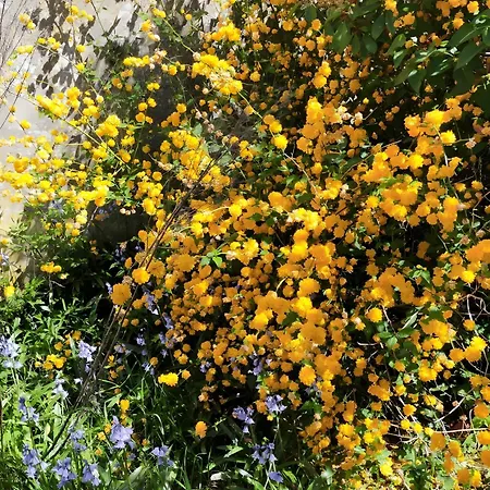 La Maison D'harmonie *