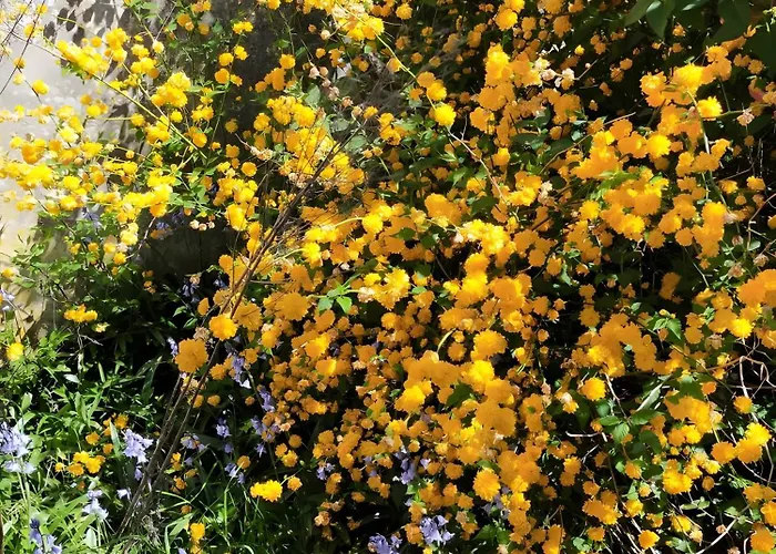 La Maison D'harmonie *